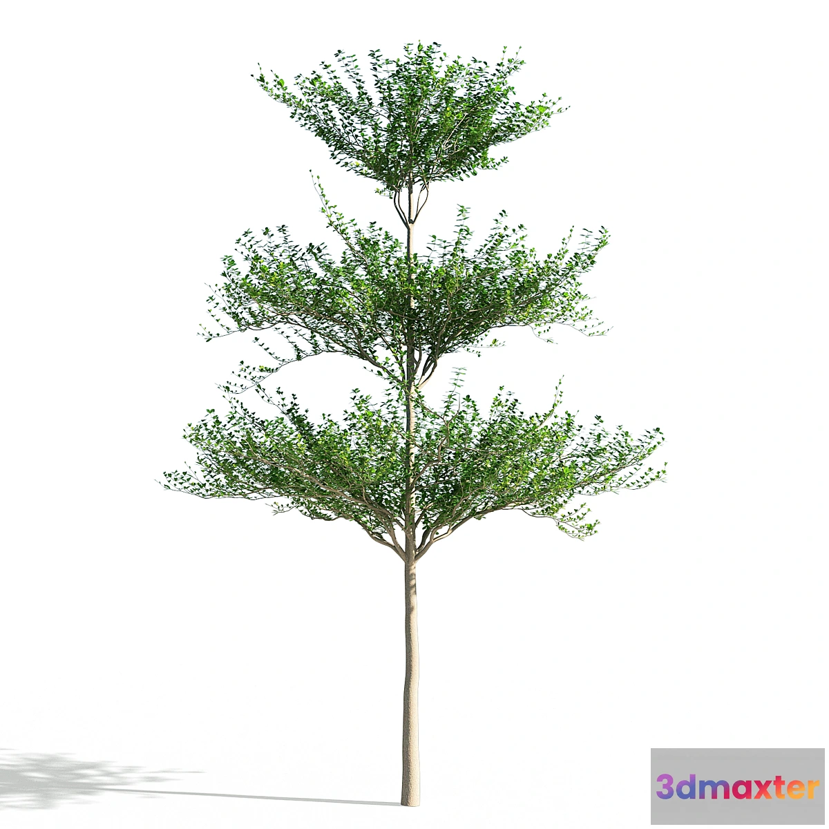 573568 - Terminalia mantaly 1