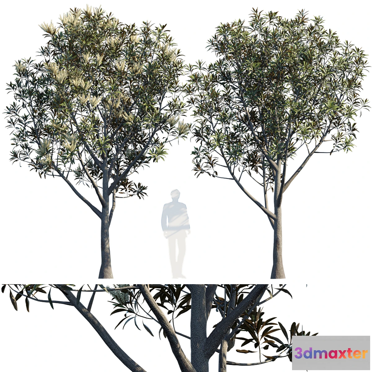 573570 - Grevillea Baileyana  Brown Silky Oak