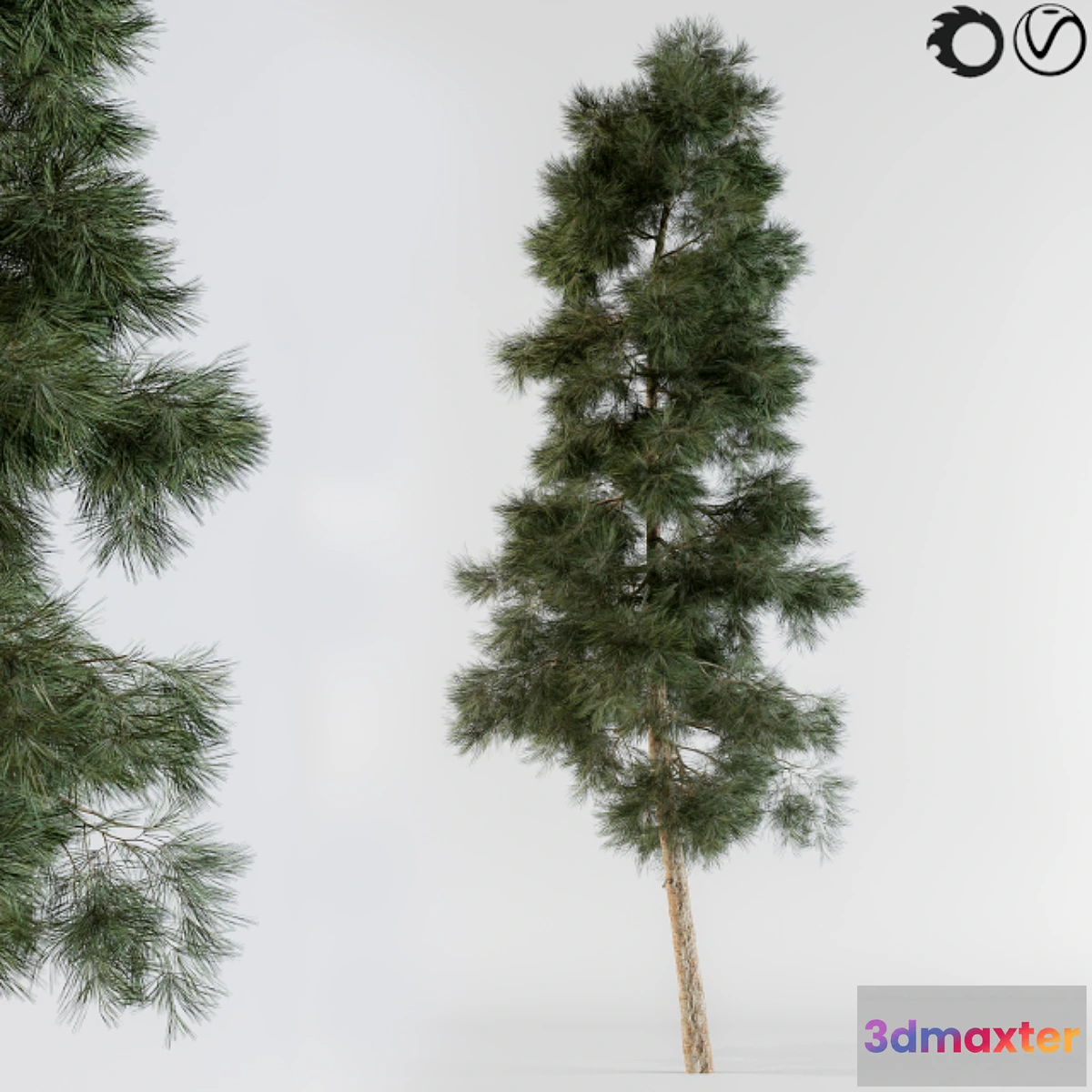 573588 - Pine tree