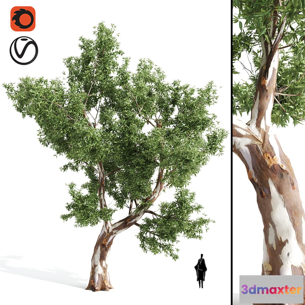 573600 - High Quality Eucalyptus tree