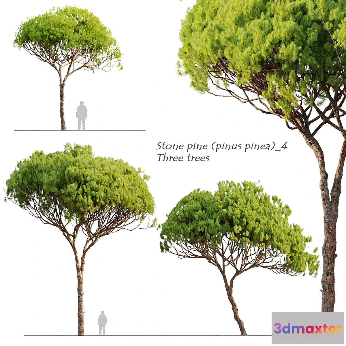 573624 - Stone pine_4 (Pinus pinea)