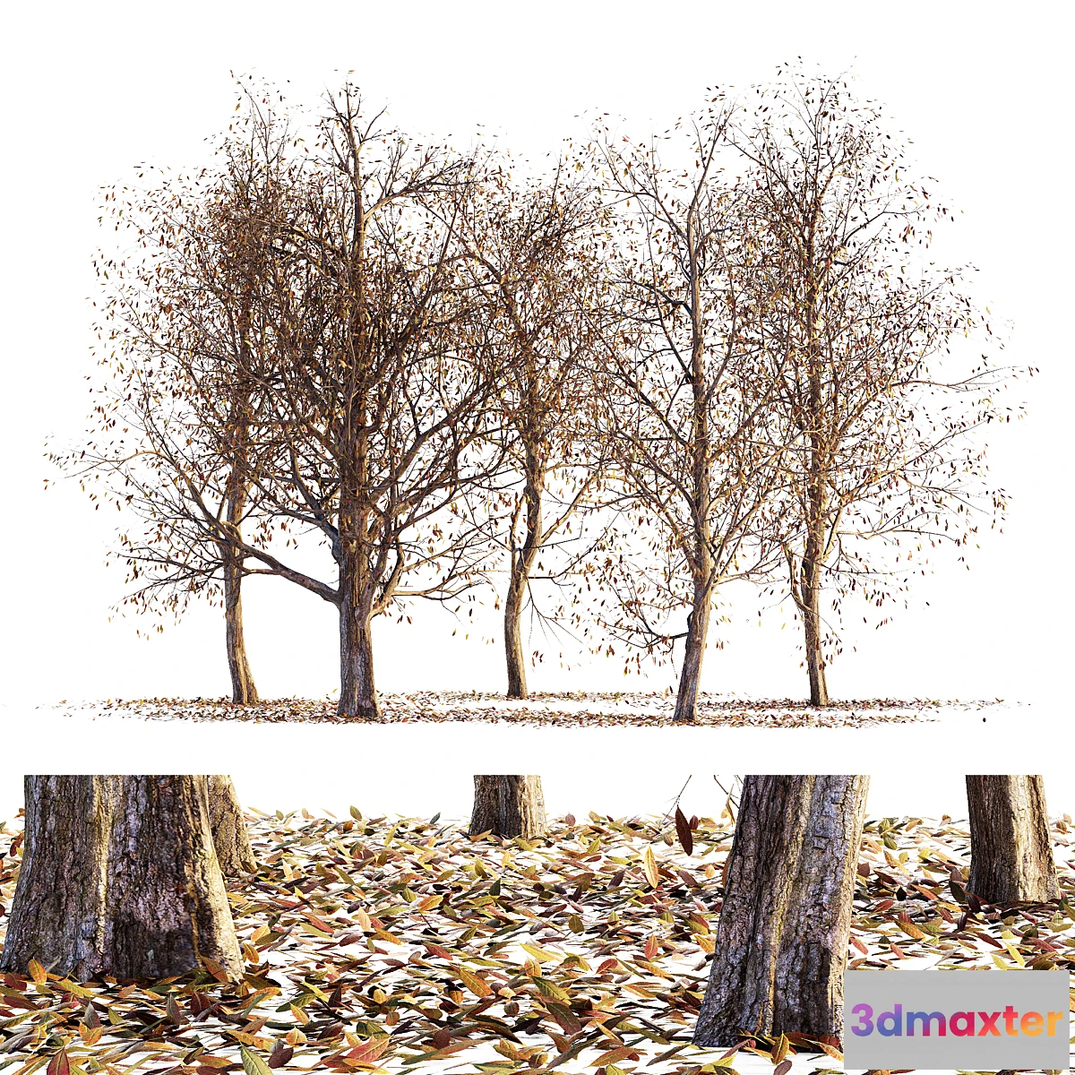 573626 - Collection of dry autumn trees 001