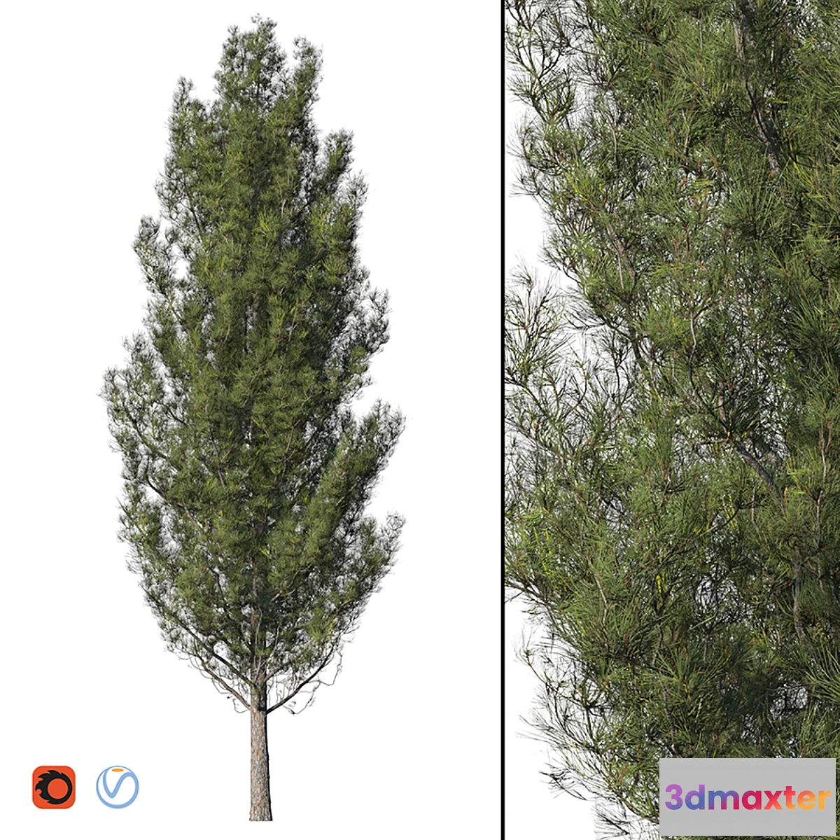 573632 - Pine - No.4