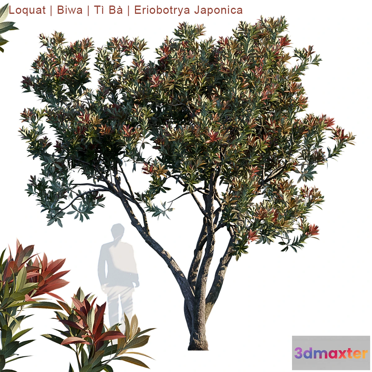 573634 - Loquat  Biwa  Eriobotrya japonica