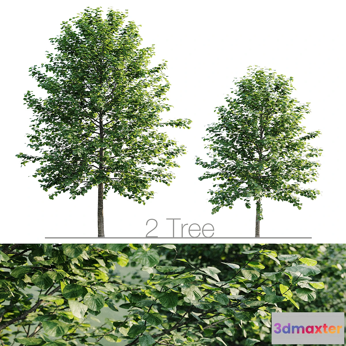 573640 - Tilia platyphyllos 8.5m and 6.3m