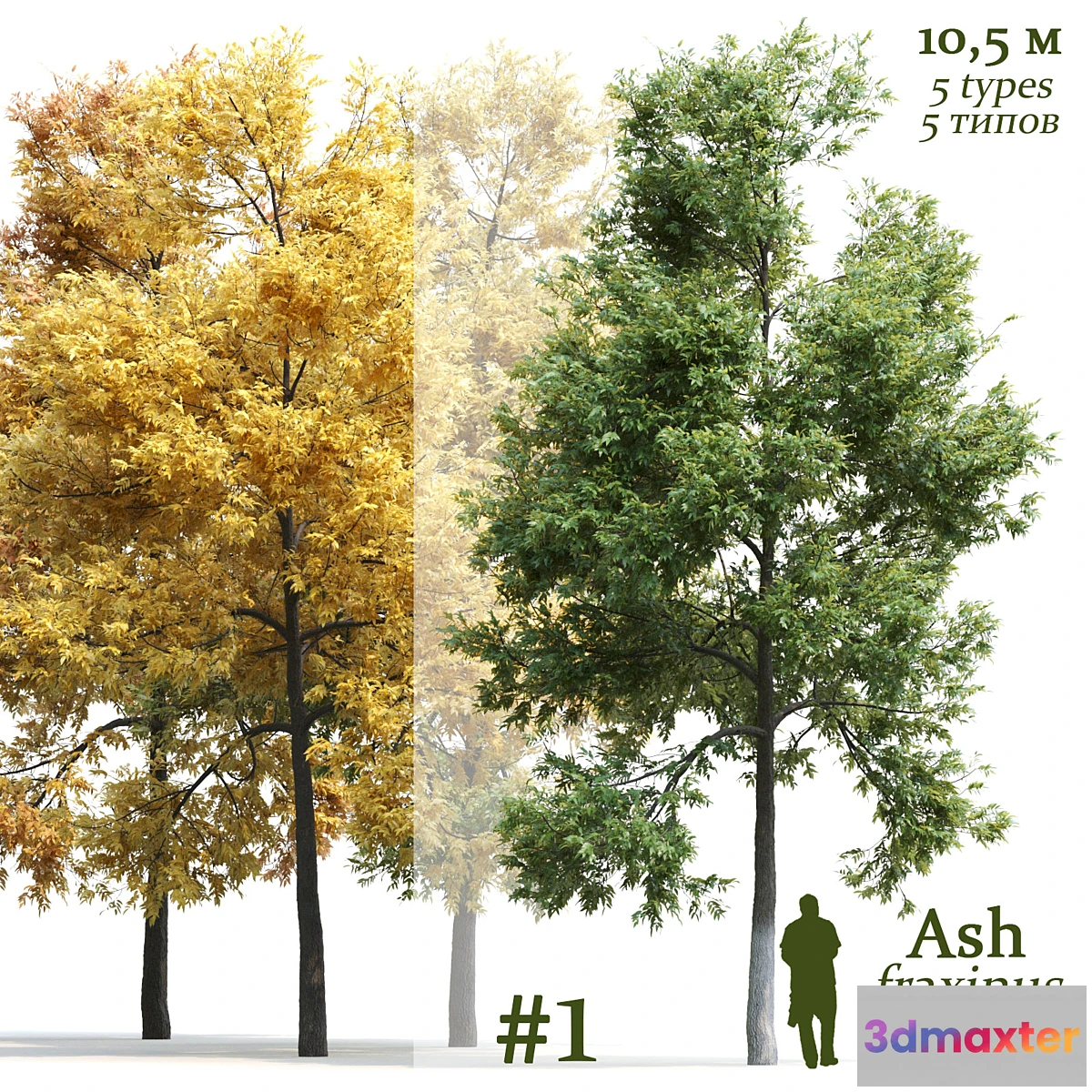 573644 - Ash-tree _ Fraxinus #1