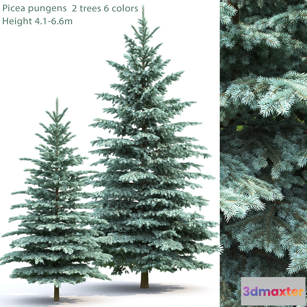573656 - Spruce