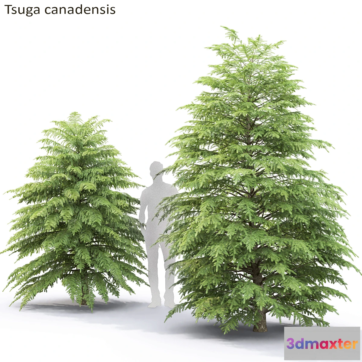 573668 - Tsuga Canadian  Tsuga canadensis # 2