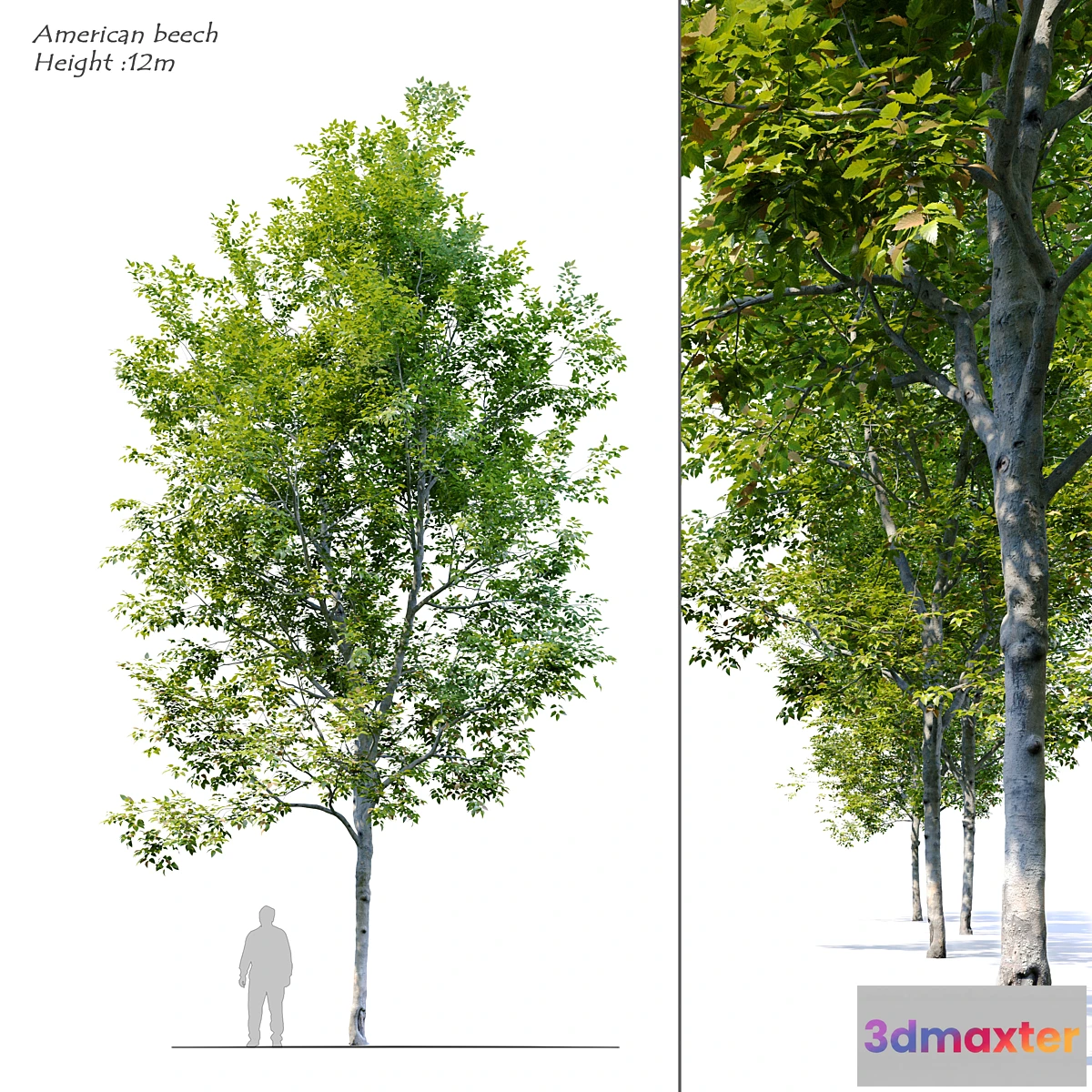 573670 - American Beech 4