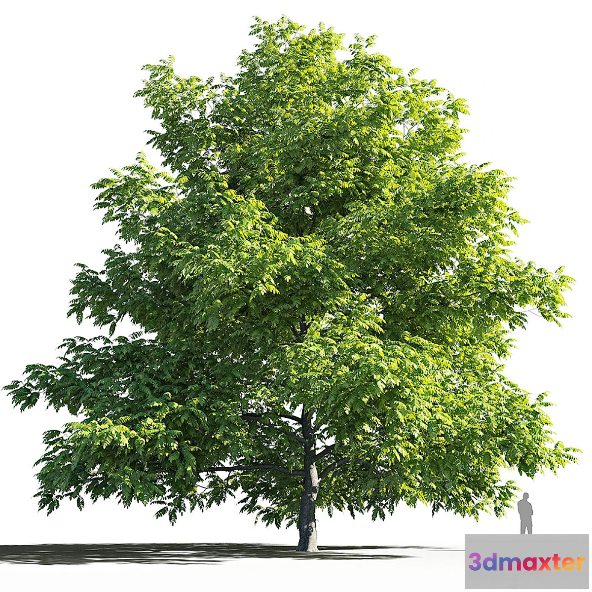 573682 - Manchurian Walnut (Juglans mandshurica)
