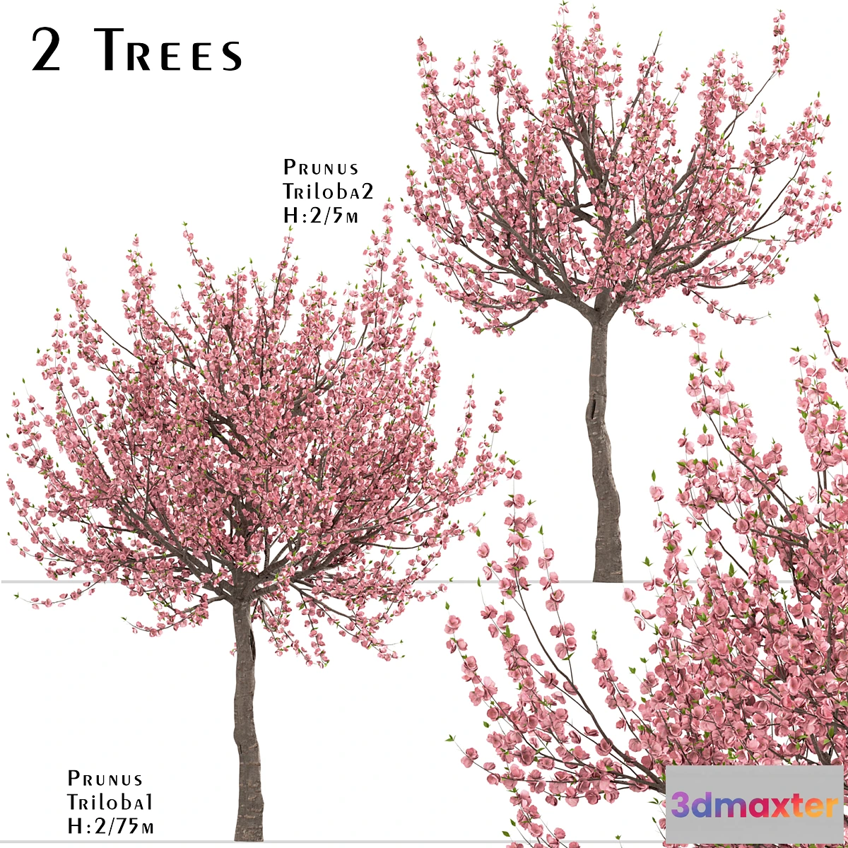 573684 - Set of Prunus Triloba Trees (Flowering Almond) (2 Trees)