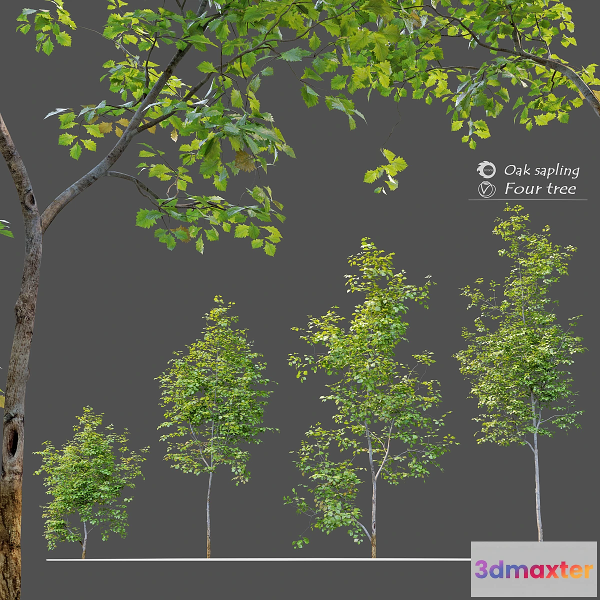 573688 - Oak sapling