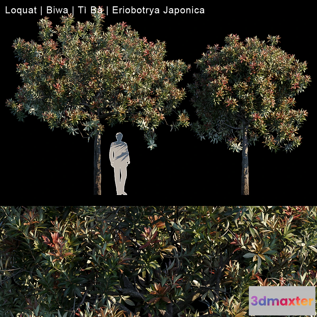 573692 - Loquat  Biwa  Eriobotrya japonica - No.2