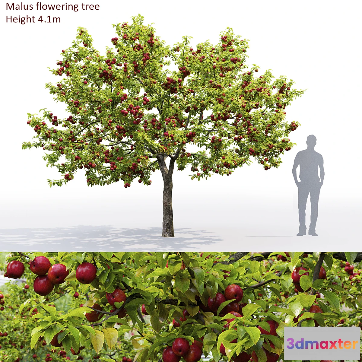 573698 - Apple tree