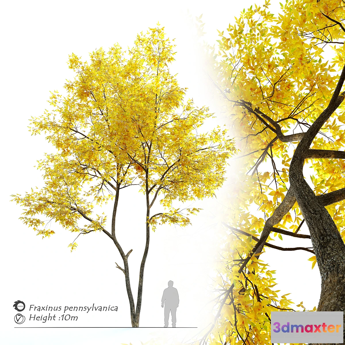 573702 - Autumn ash (Fraxinus pennsylvanica)