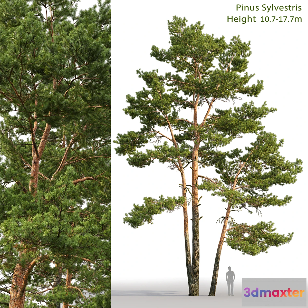 573706 - Pine - No.7