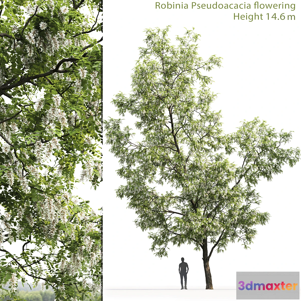 573736 - White Acacia  Robinia Pseudoacacia # 3 (14.6m)