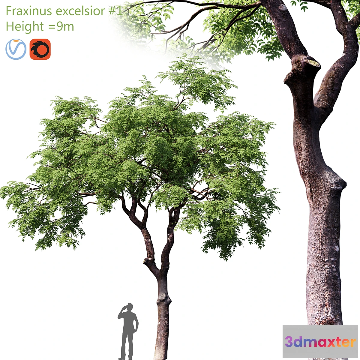 573750 - Fraxinus excelsior # 1