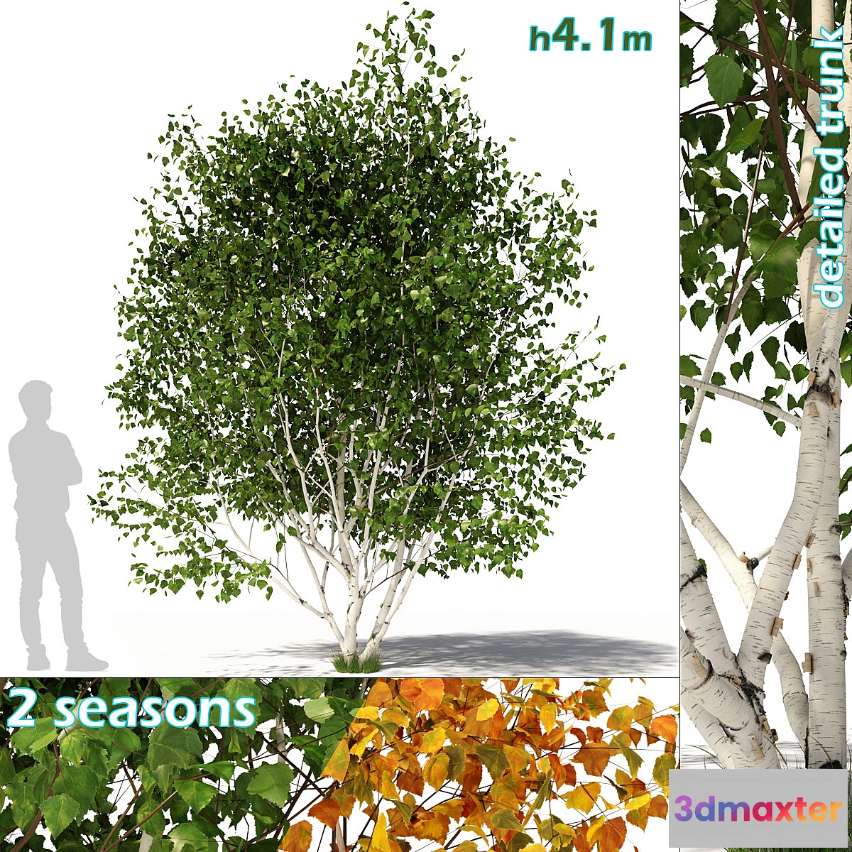 573762 - Betula pendula multi stem V03