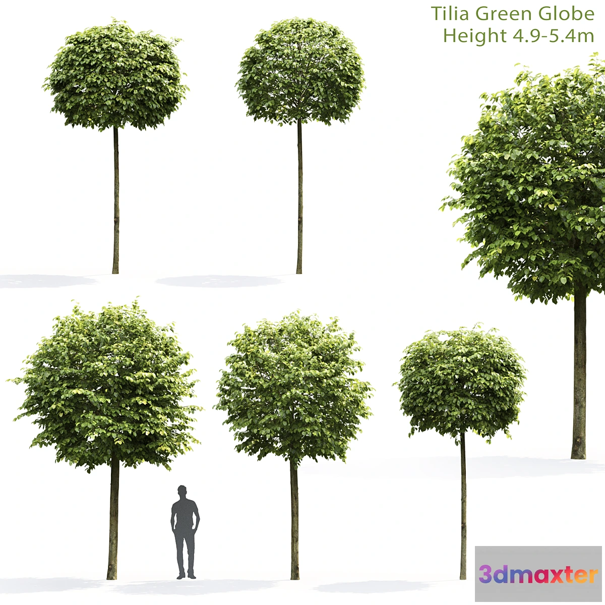 573768 - Tilia Green Globe