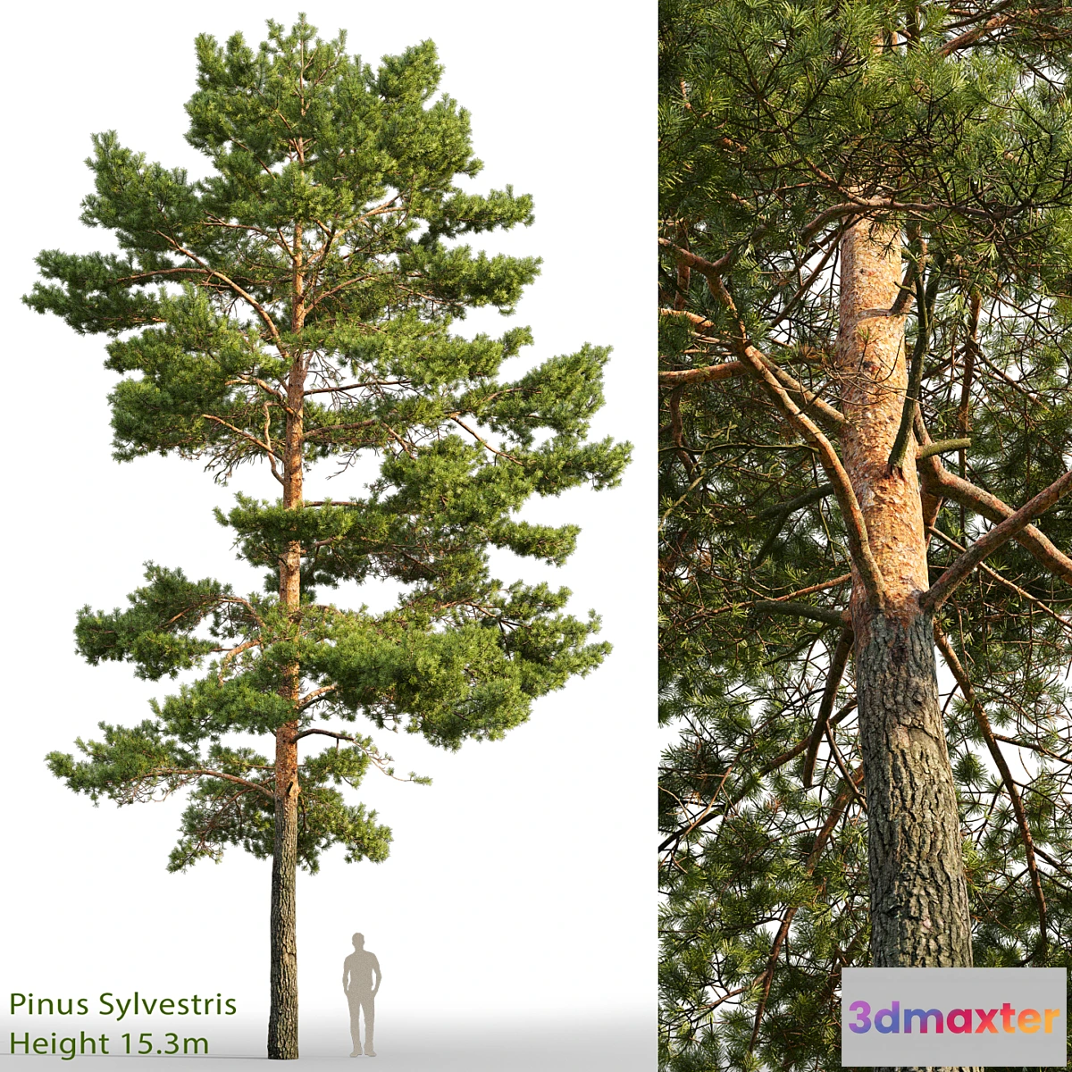 573776 - Pine - No.9