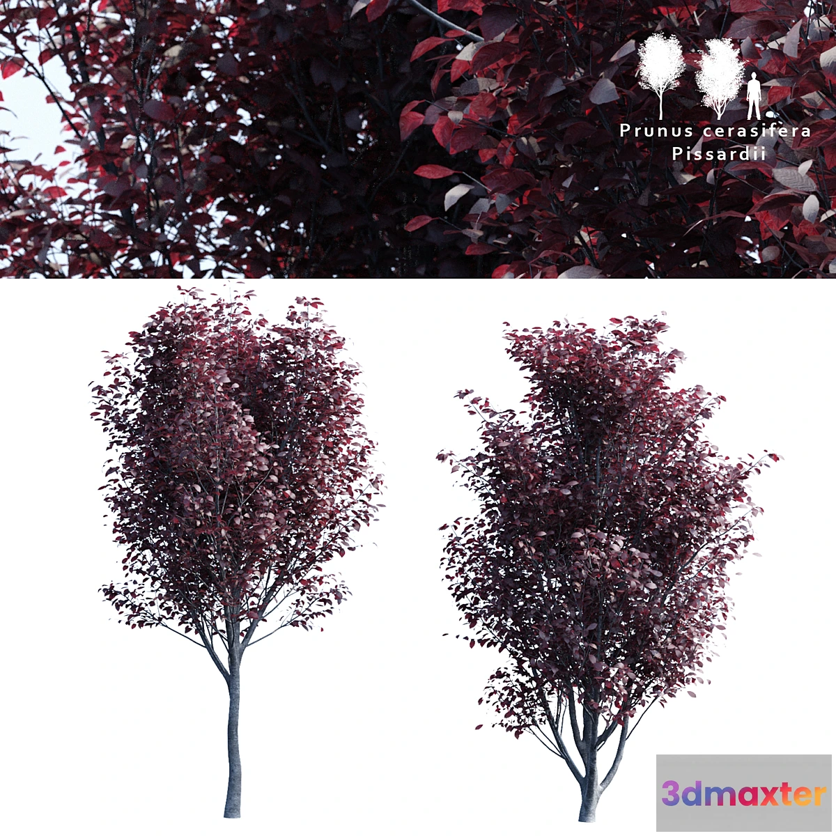 573780 - Spread spread 2 trees  Prunus pissardii