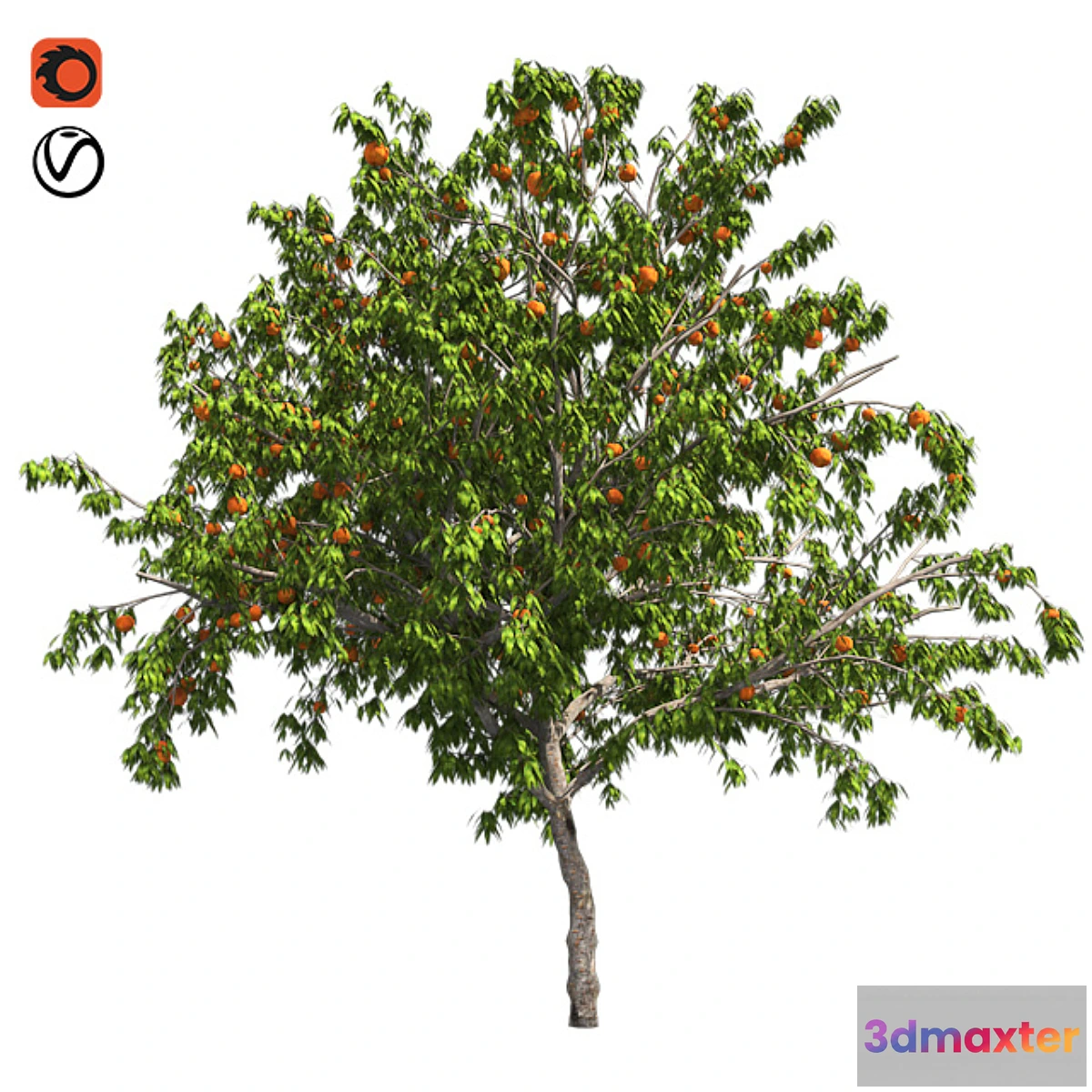 573782 - Peach tree with fruit