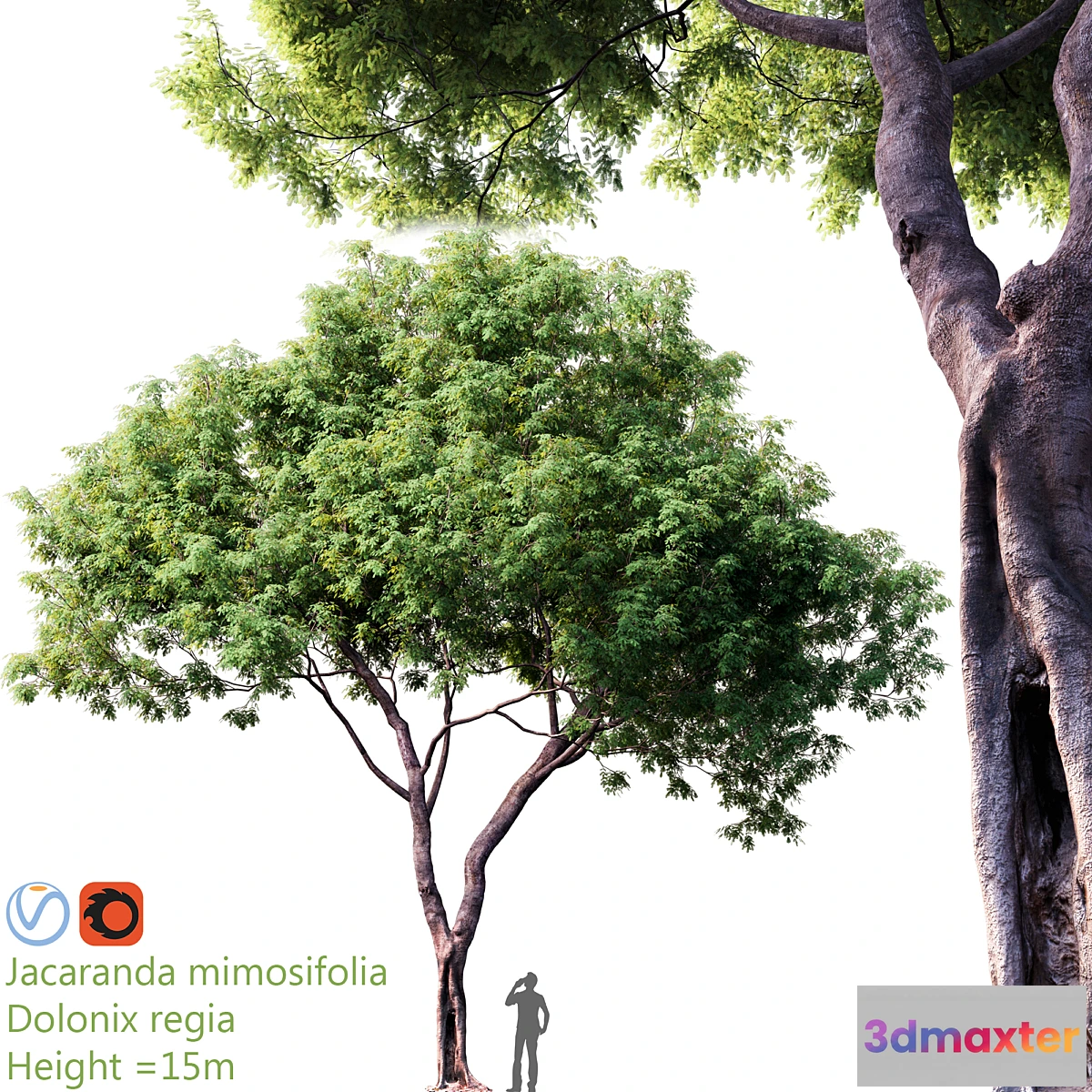 573786 - Jacaranda mimosifolia - Dolonix regia # 1