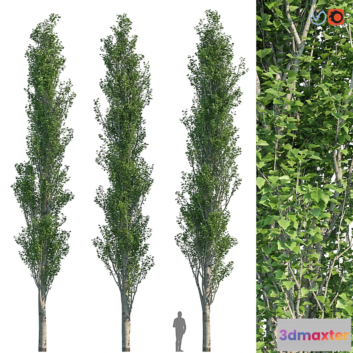 573792 - Poplar Pyramidal 15m Summer