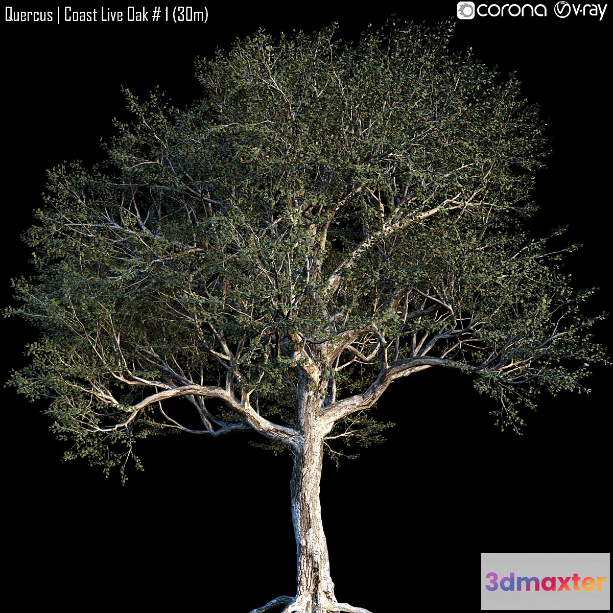 573794 - Quercus  Coast Live Oak # 1 (30m)