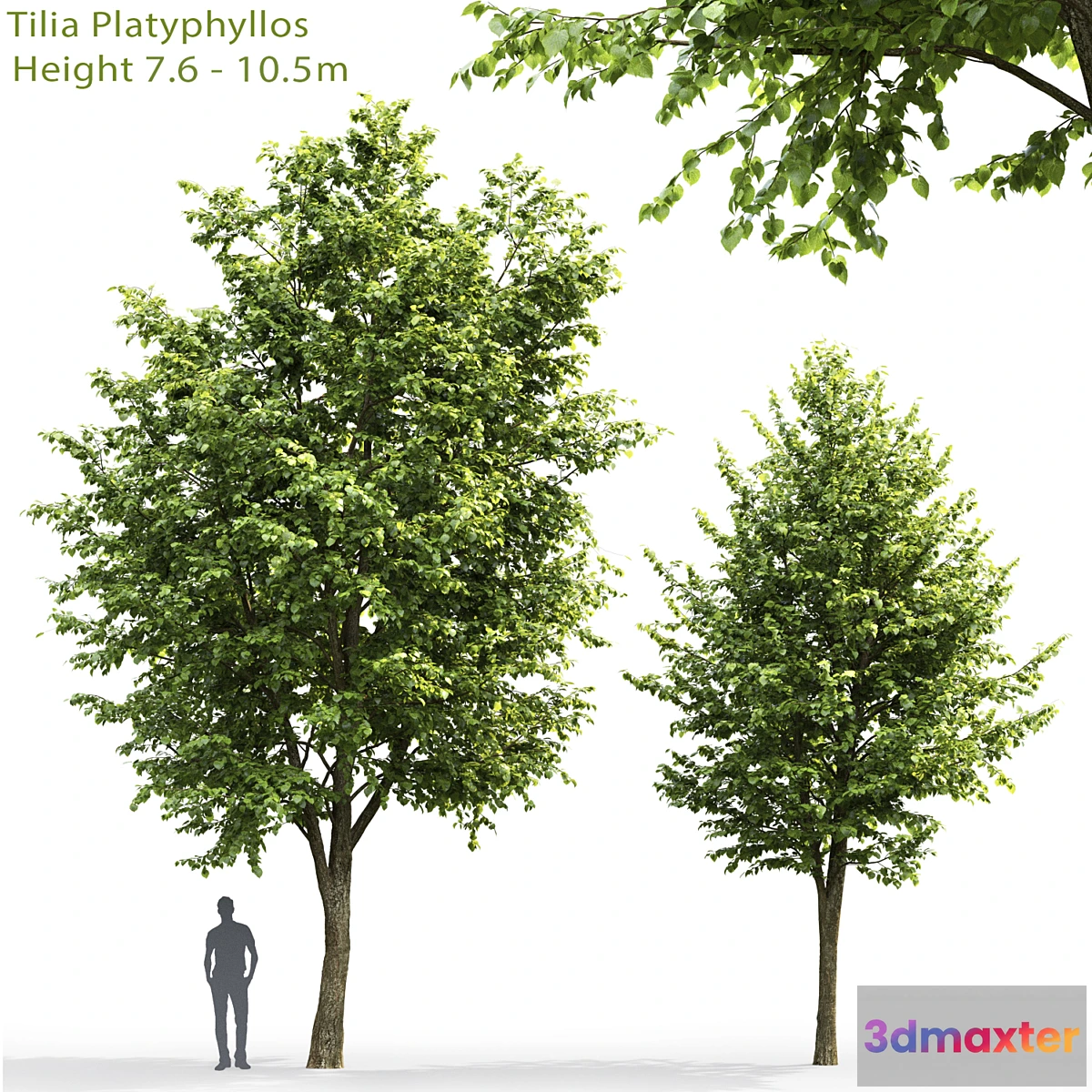 573814 - Tilia platyphyllos # 3 (7.6-10.5m)