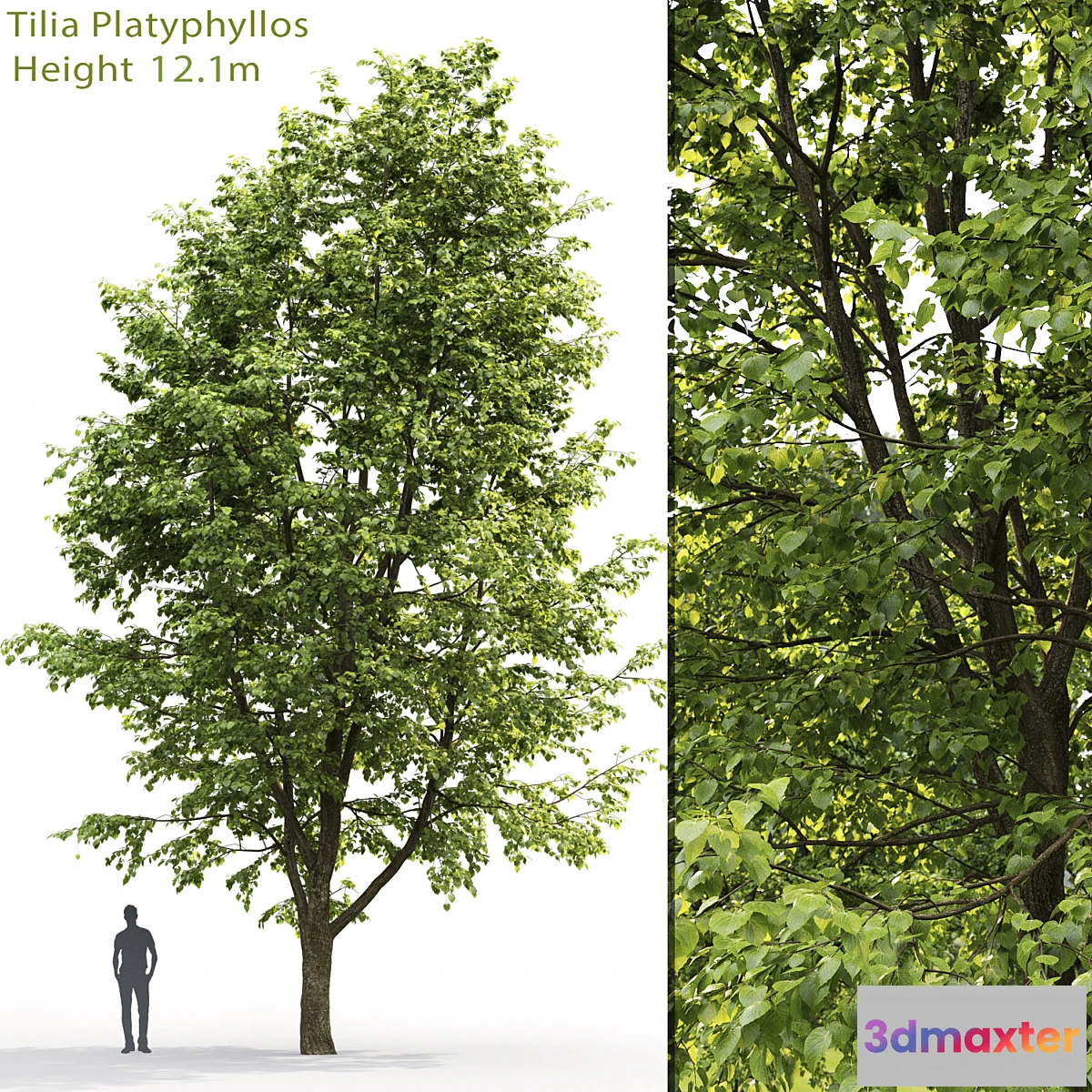 573820 - Tilia platyphyllos - No.3