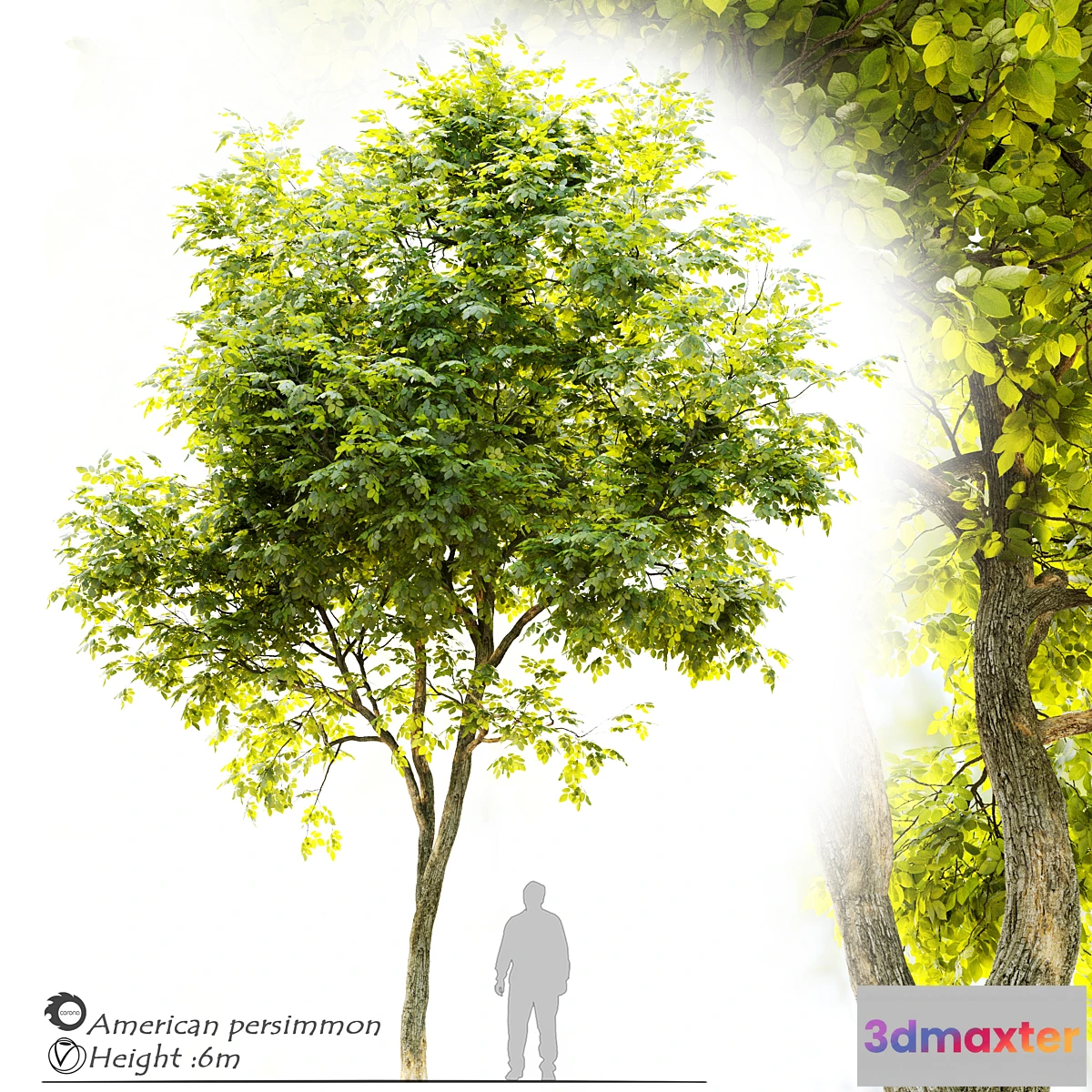 573824 - American persimmon (Diospyros virginiana)