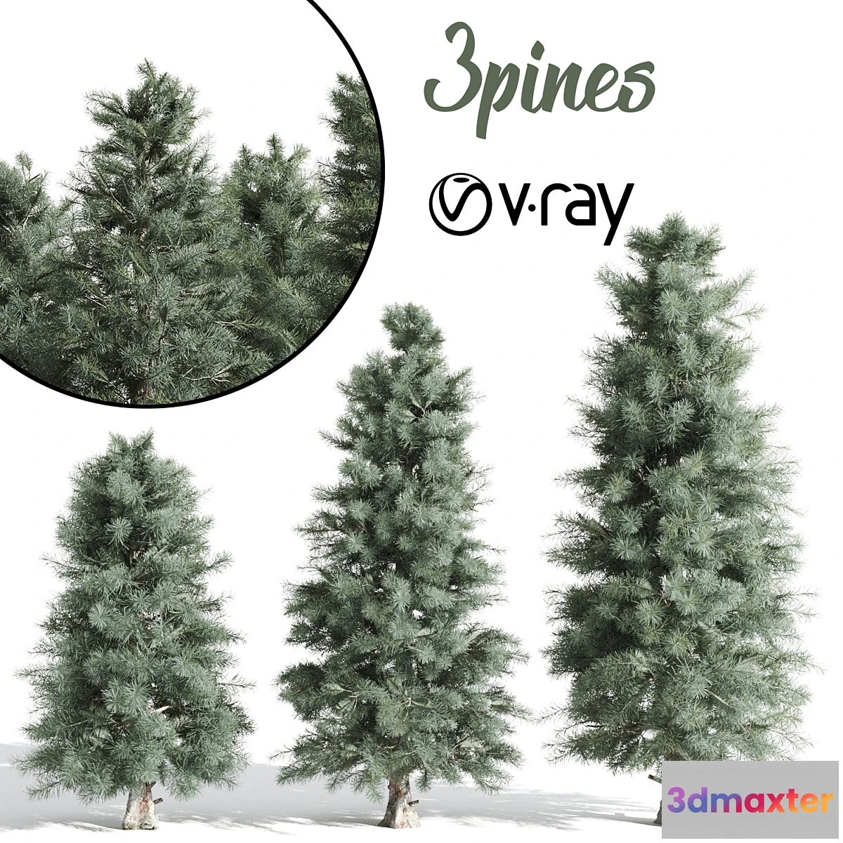 573826 - 3 Pine tree