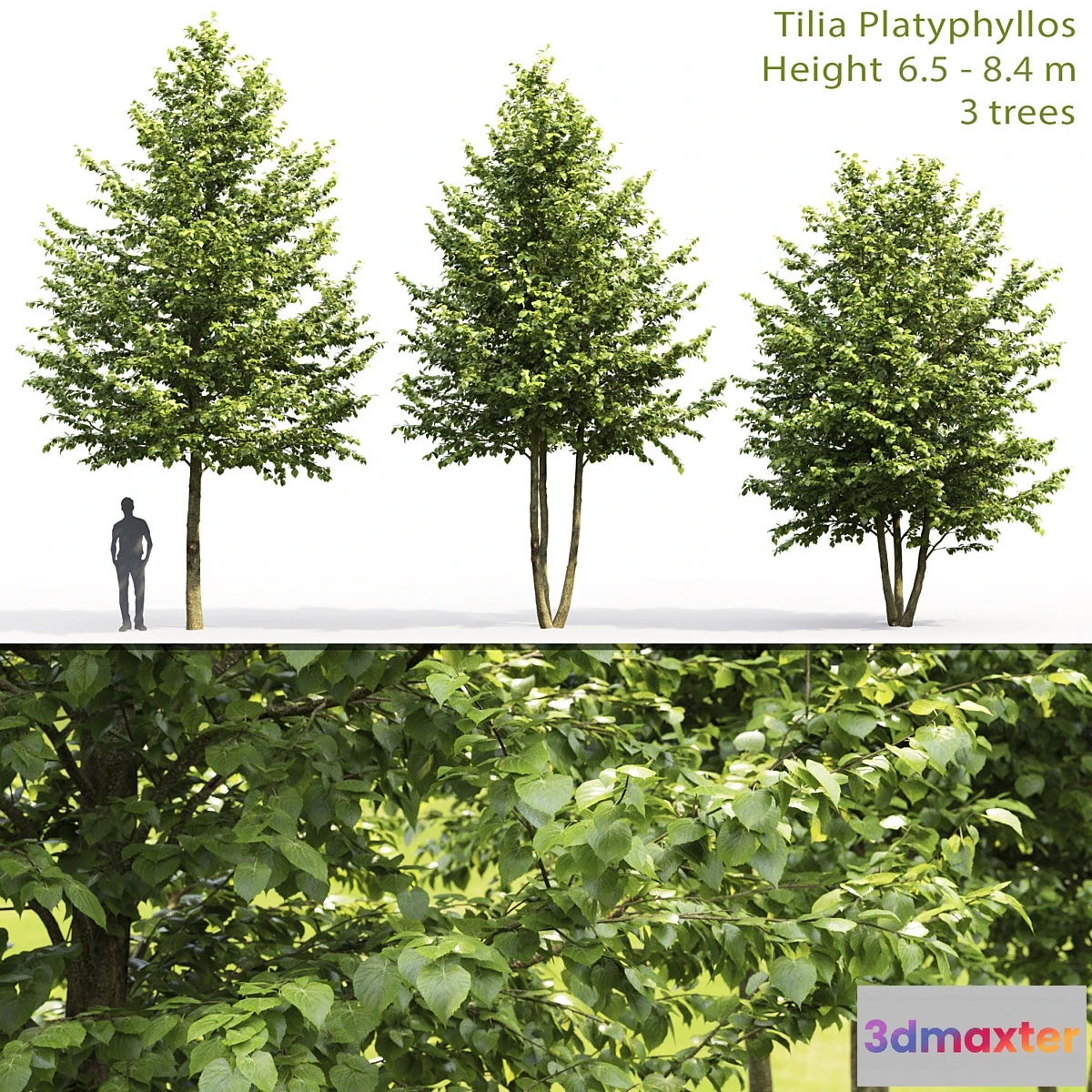 573828 - Tilia platyphyllos - No.4