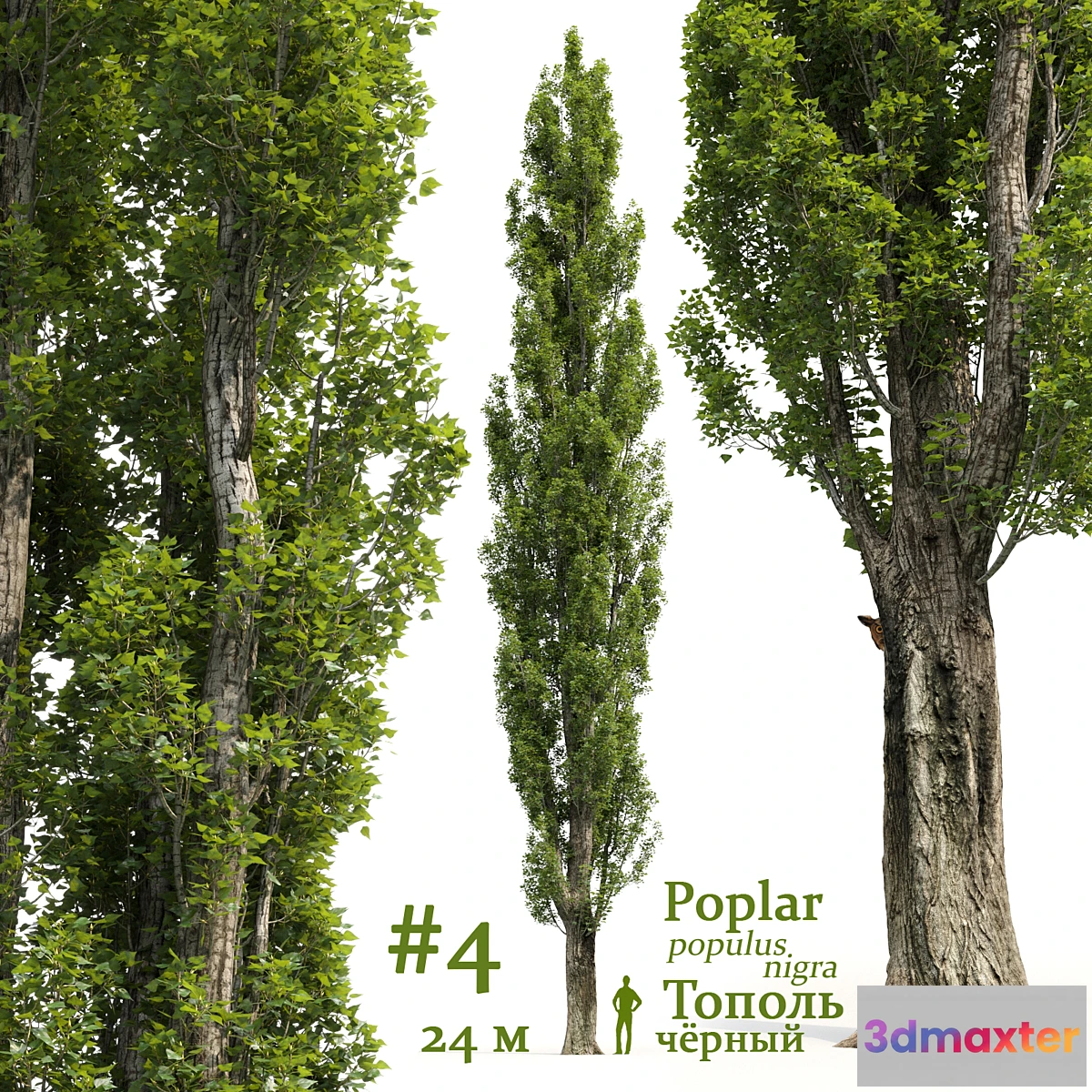 573850 - Poplar _ Populus # 4