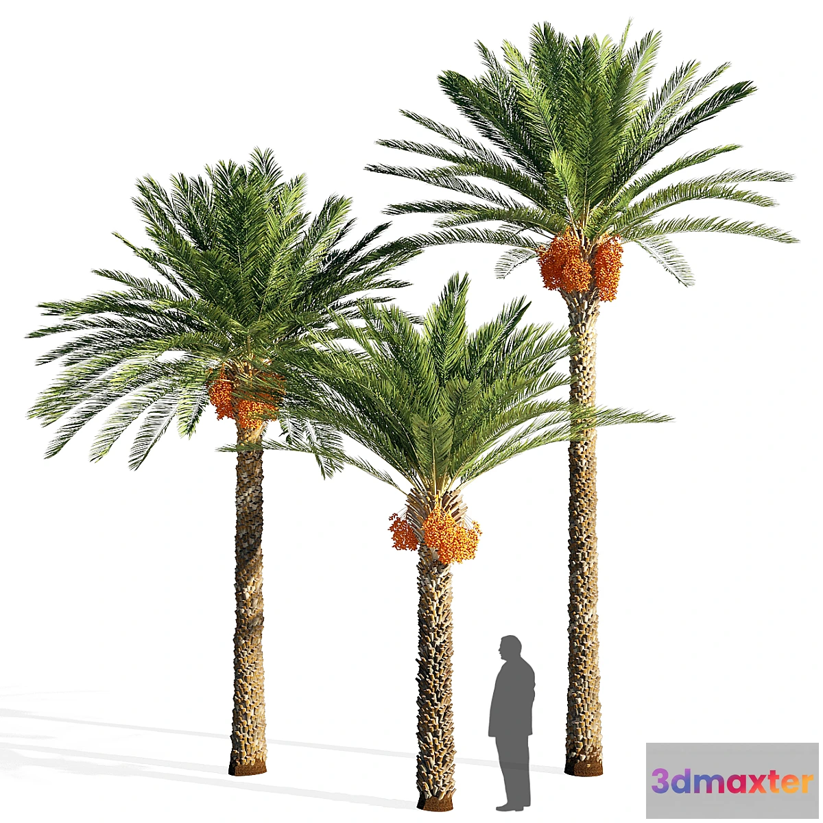573870 - Date palm