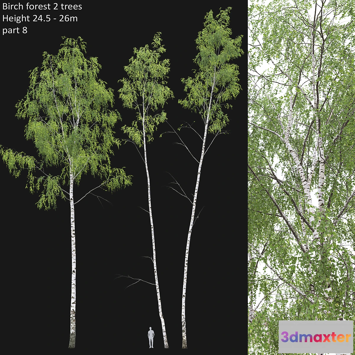 573872 - Birch forest part 8