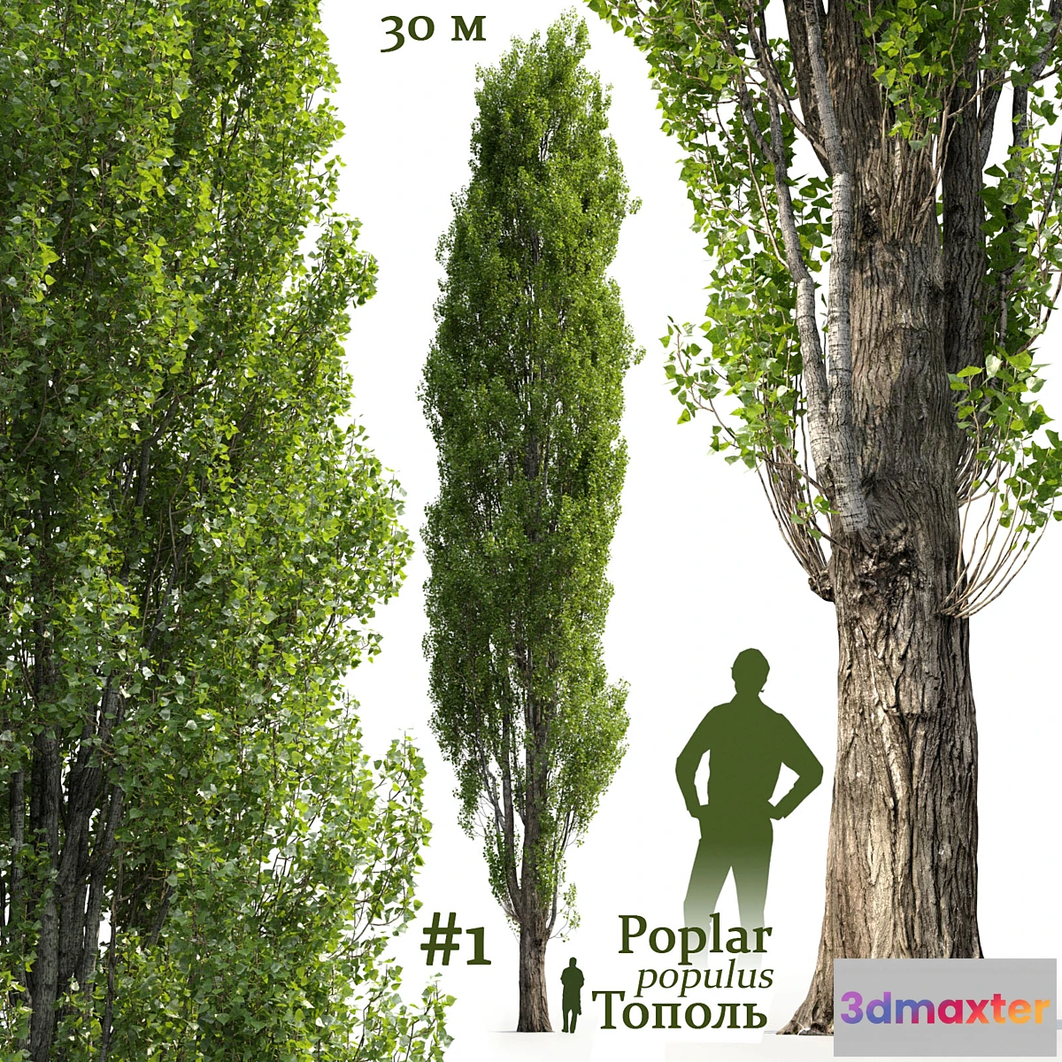 573874 - Poplar _ Populus #1