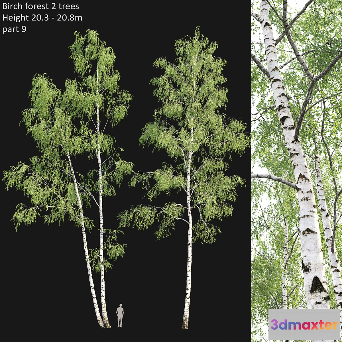 573882 - Birch forest part 9