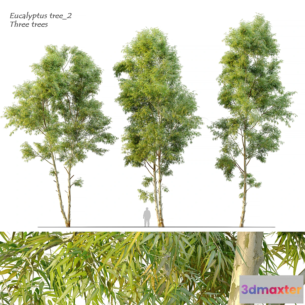 573892 - Eucalyptus_2