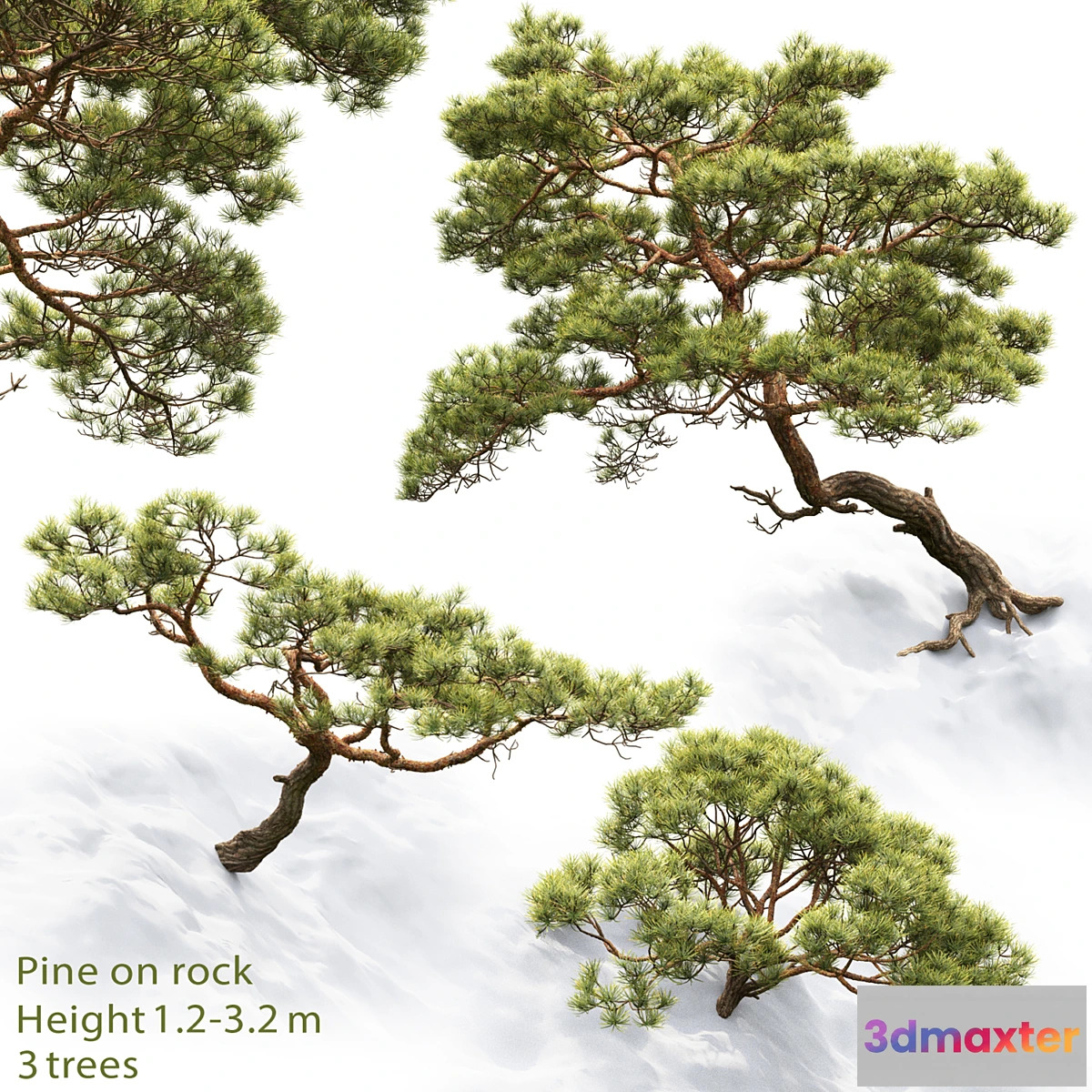 573904 - Pine - No.15