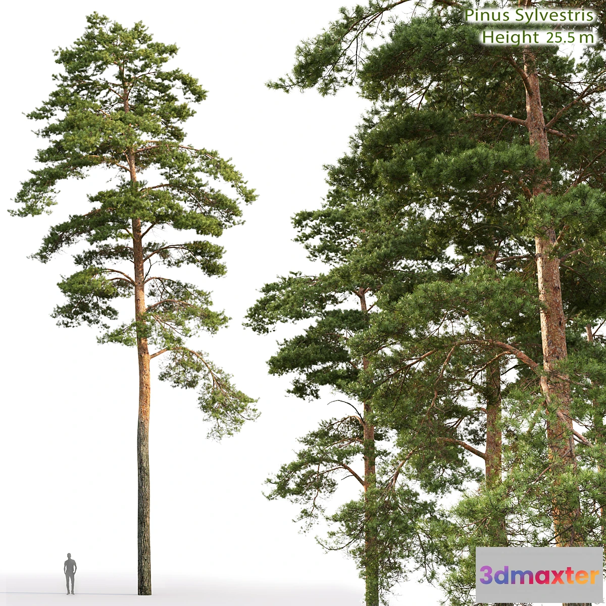 573908 - Pine - No.16