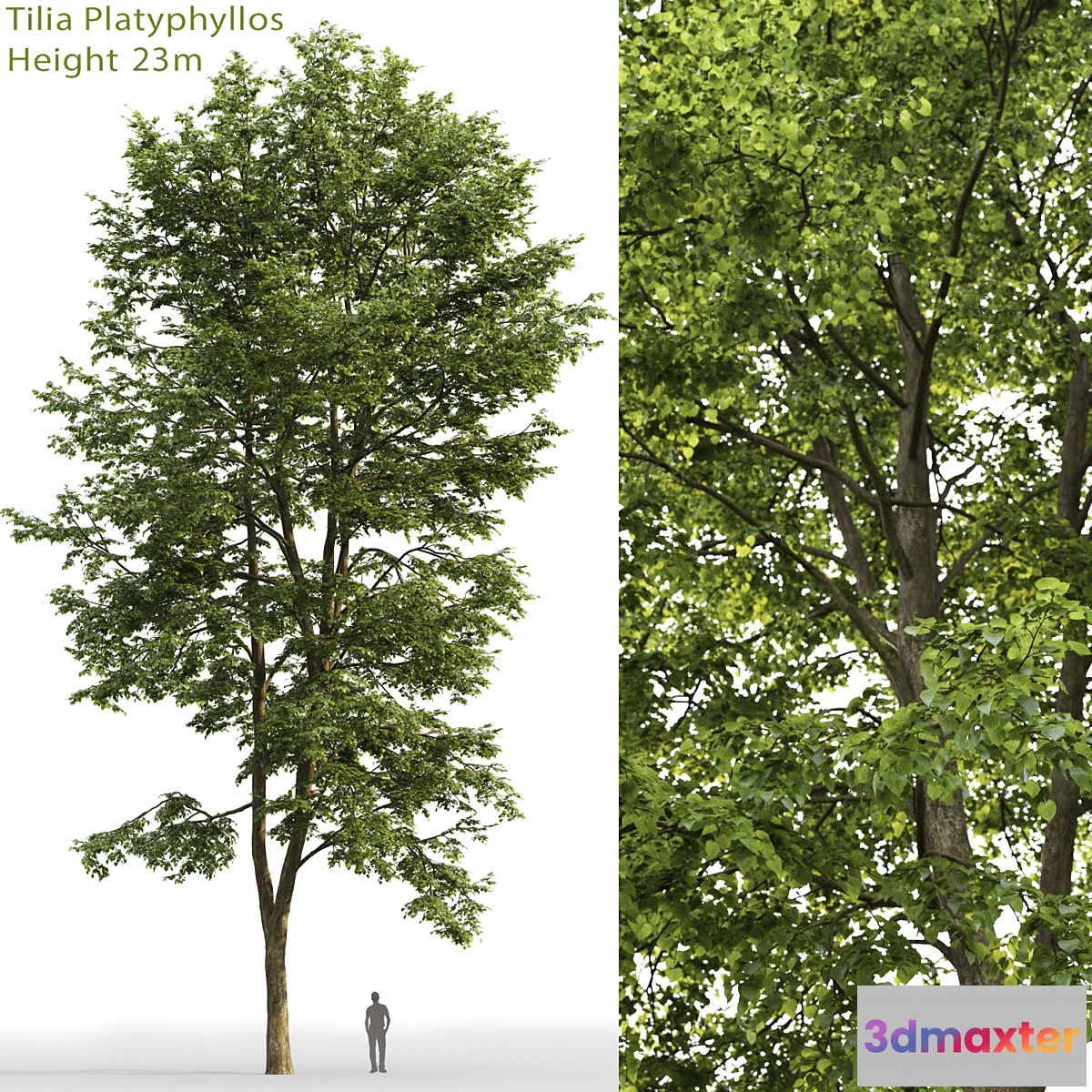 573918 - Tilia platyphyllos - No.7