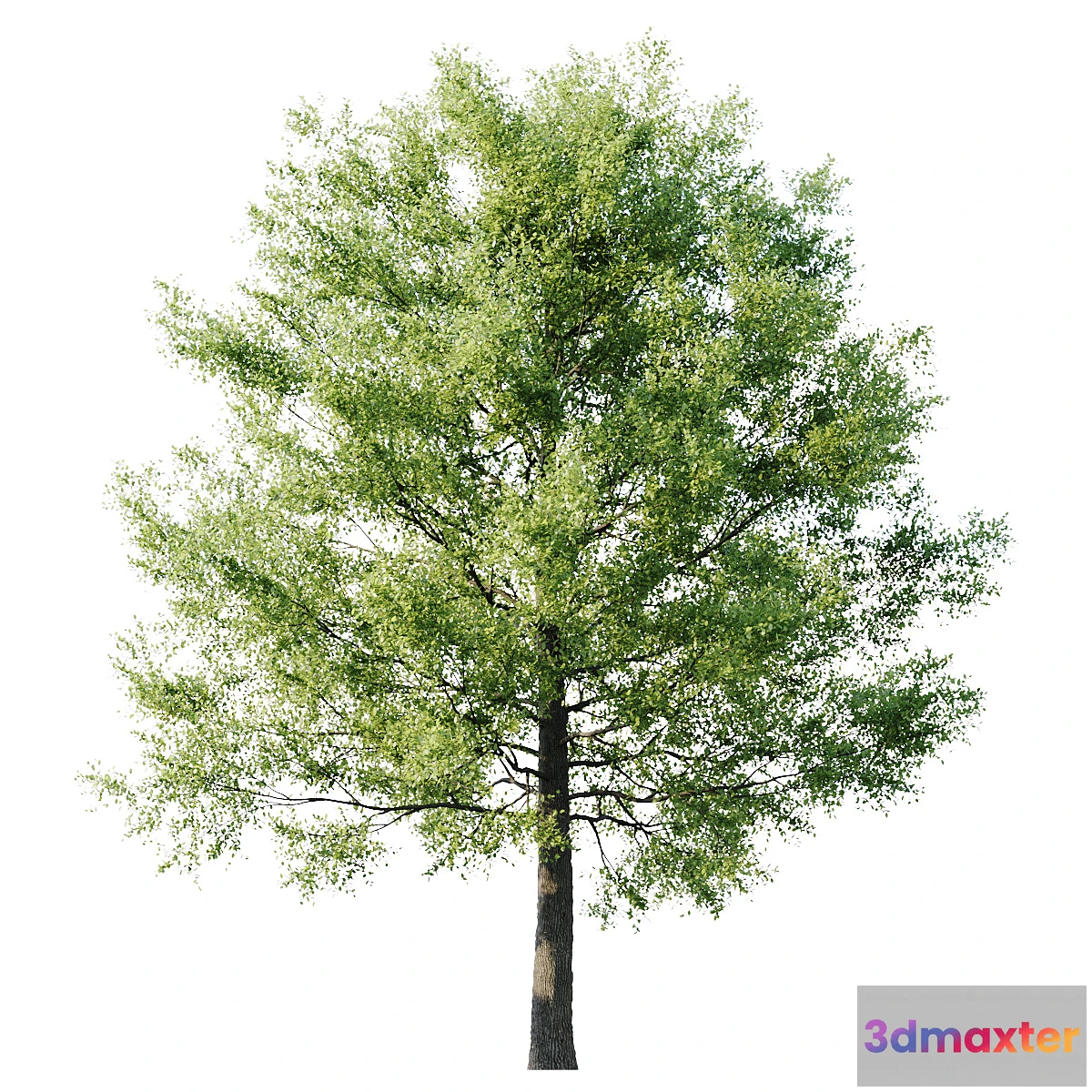 573920 - Linden American 20m