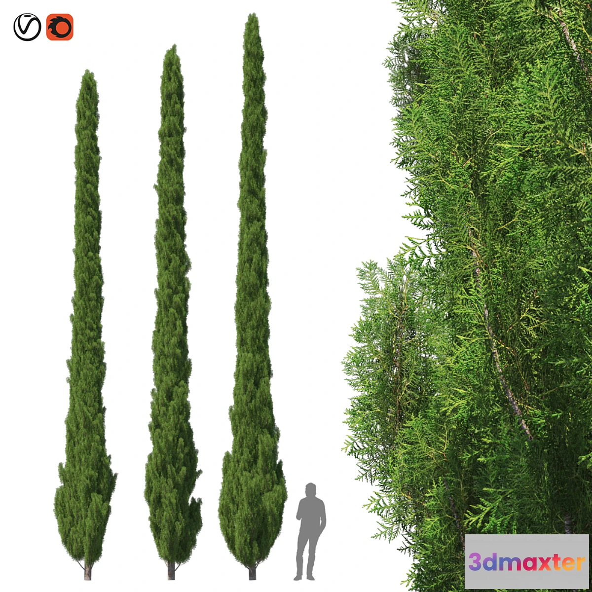 573924 - Cupressus 9-10m