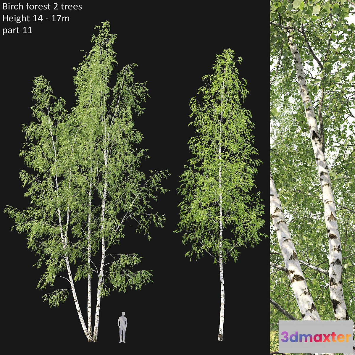 573940 - Birch - No.2