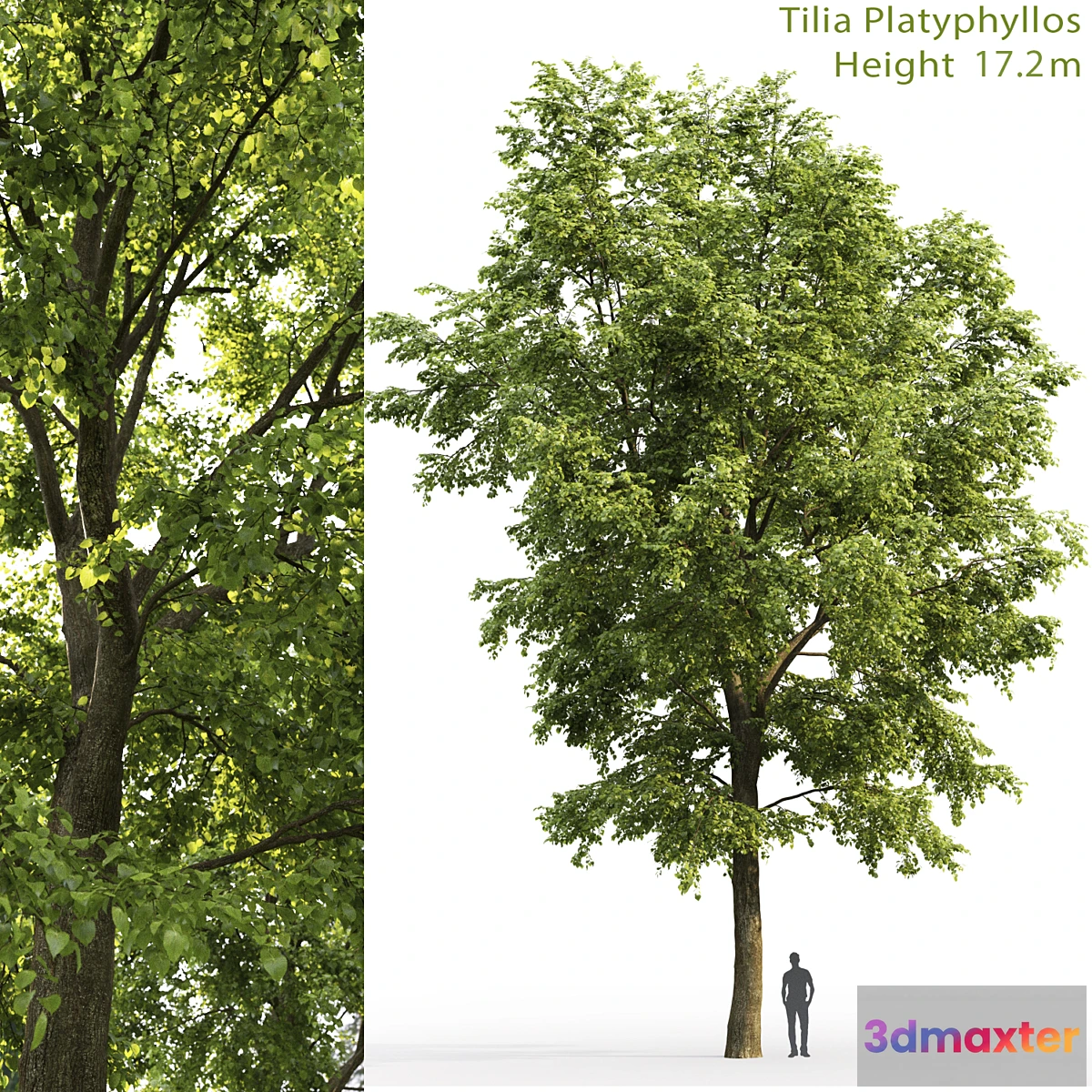 573942 - Tilia platyphyllos - No.8