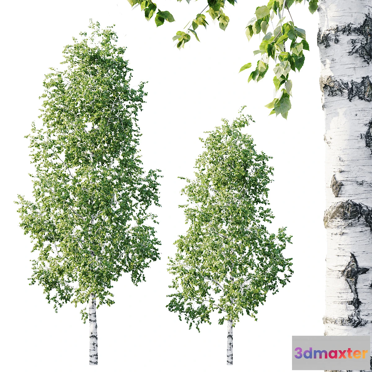 573946 - Betula 11.5m - 8.5m