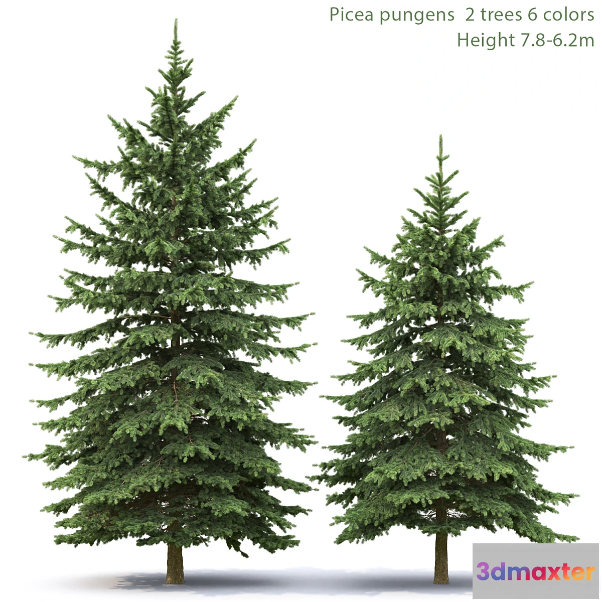 573952 - Spruce - No.6